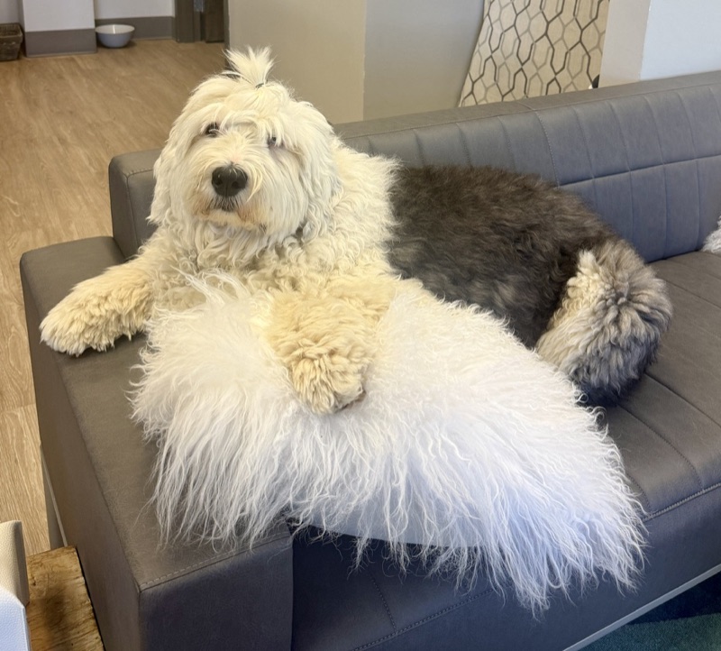Wilma will keep you company on the couch